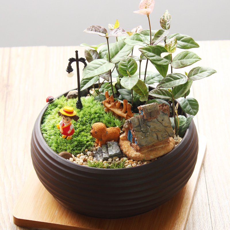 苔藓微景观植物生态瓶创意办公室diy迷你龙猫盆栽奇趣绿植摆件