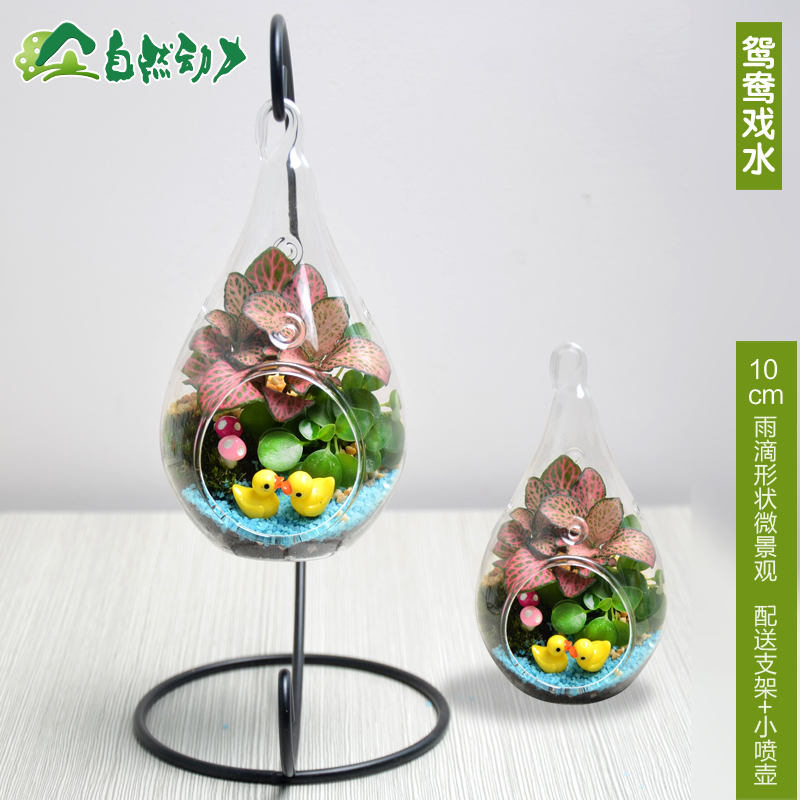 创意迷你苔藓微景观 新奇植物龙猫玻璃生态瓶DIY小盆栽送亲子礼物