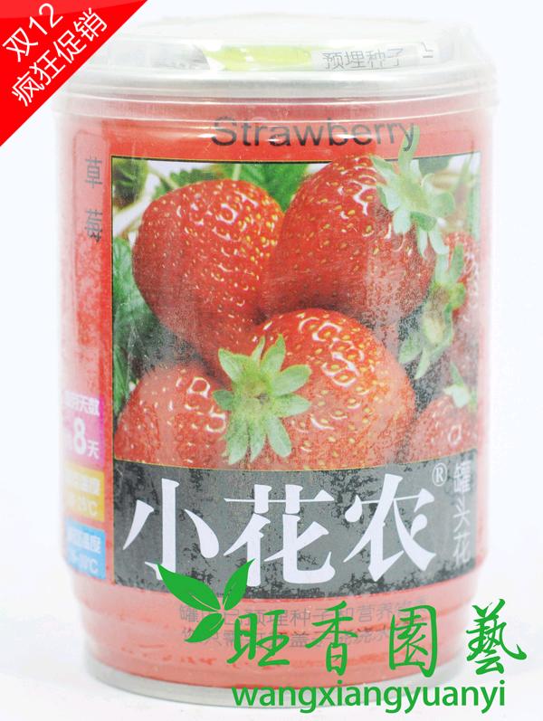 小花农网络经销商 易拉罐 罐头花 办公室迷你盆栽 草莓
