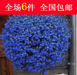 垂吊植物 种子 花种子 盆栽花卉 蓝花亚麻种子  天蓝色小花 美丽