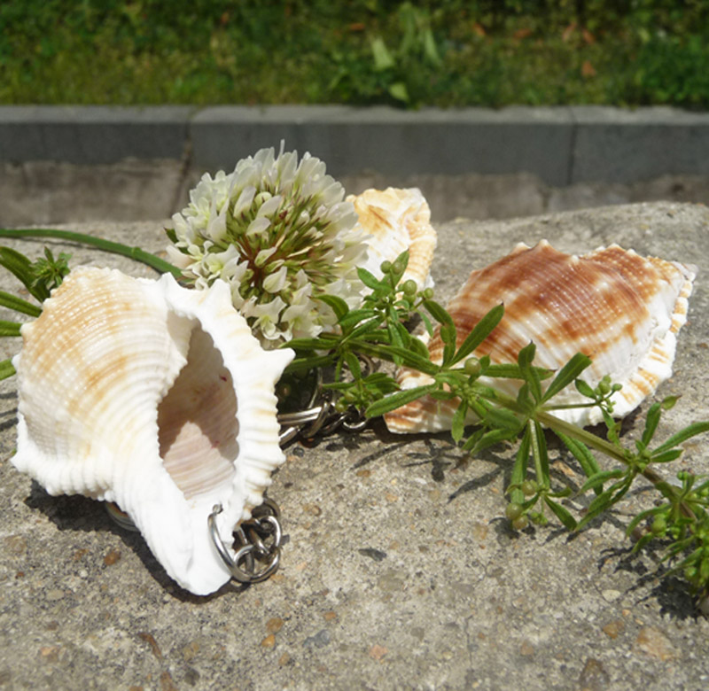 天然海螺贝壳  鱼缸造景套餐  钥匙挂件 装饰原材料 特价批发