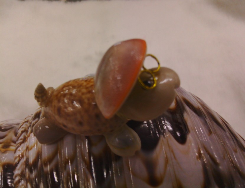 海螺贝壳工艺品批发家居摆件天然创意礼品小乌龟
