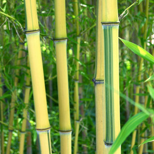 彩色竹子 庭院绿化用竹 金镶玉竹 盆栽花卉