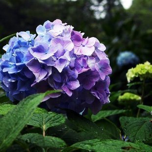 『绿源花卉』八仙绣球紫色（种根）八仙花、紫阳花、粉团花