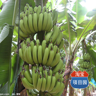香蕉种植技术 香蕉栽培技术（5个光盘+2本书籍）