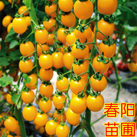 水果种子 小番茄种子 小西红柿种子 黄美人圣女果种子 盆栽 易种