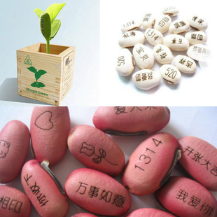 创意迷你植种子种子批发木盒能长字的植物桌面盆栽 魔豆新奇植物