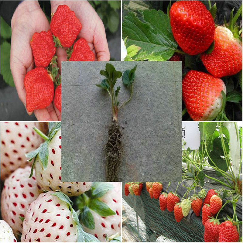 果树苗草莓苗批发 四季结果草莓苗 阳台盆栽种植大苗 品种齐全