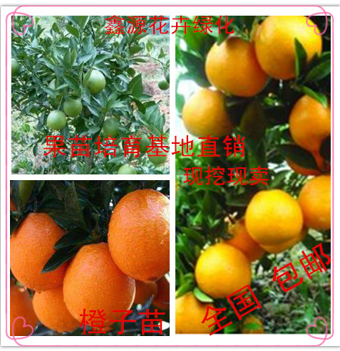 嫁接橙子树苗 柑桔名优新品种-埃及糖橙 真正纯甜无酸当年结果苗