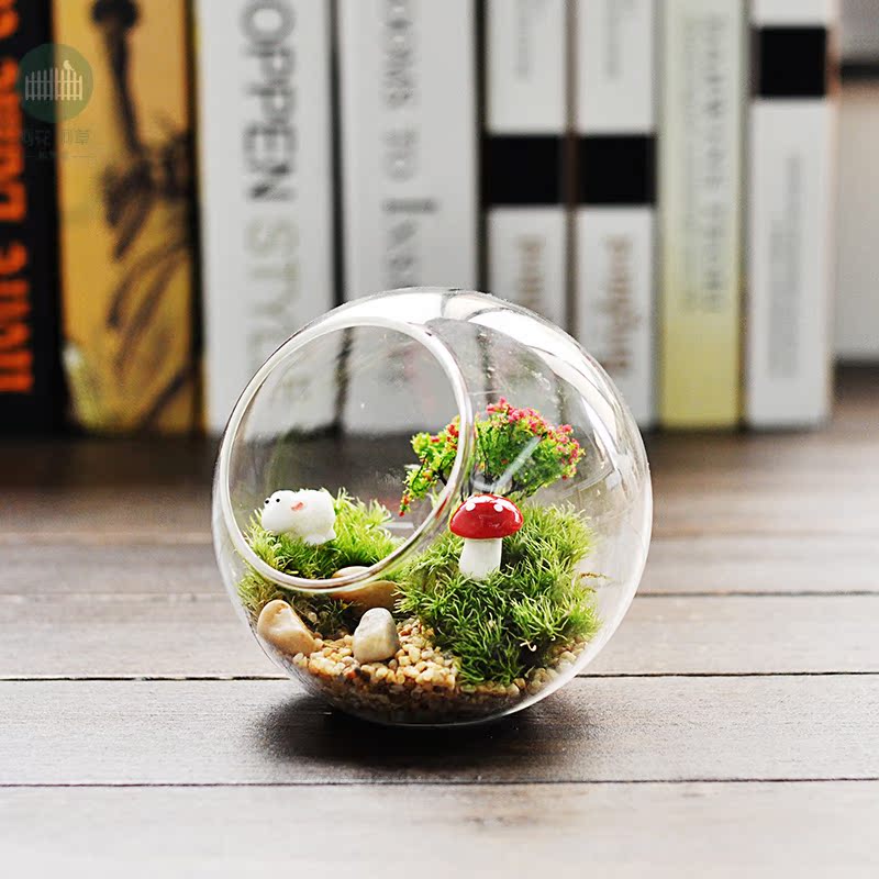 阿花阿草 苔藓植物微景观生态玻璃瓶 创意DIY礼物办公室桌面摆件