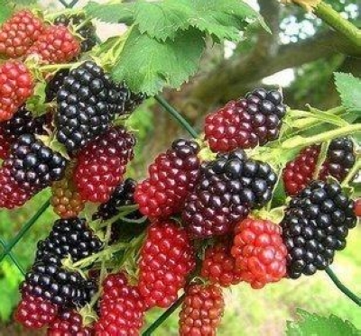 包活5年生 盆栽黑树莓 红树莓苗 果树苗 营养之王果树苗\当年结果