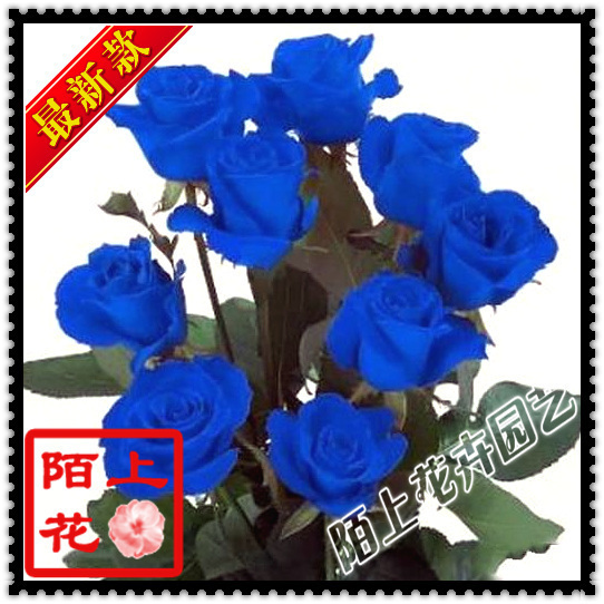 【三皇冠】特价*欧洲进口稀有品种*蓝玫瑰苗*2年苗 限量供应