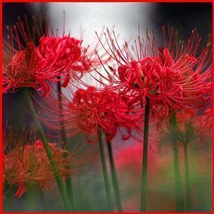 【红色石蒜种子】又称曼珠沙华|红色彼岸花|龙爪花|买 10送 2