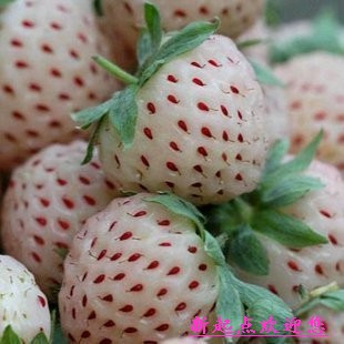 热销盆栽欧洲白草莓/菠萝草莓苗 卖了不后悔 四季草莓苗
