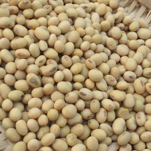 农家自产小粒笨黄豆非转基因大豆可发豆芽磨豆浆500g