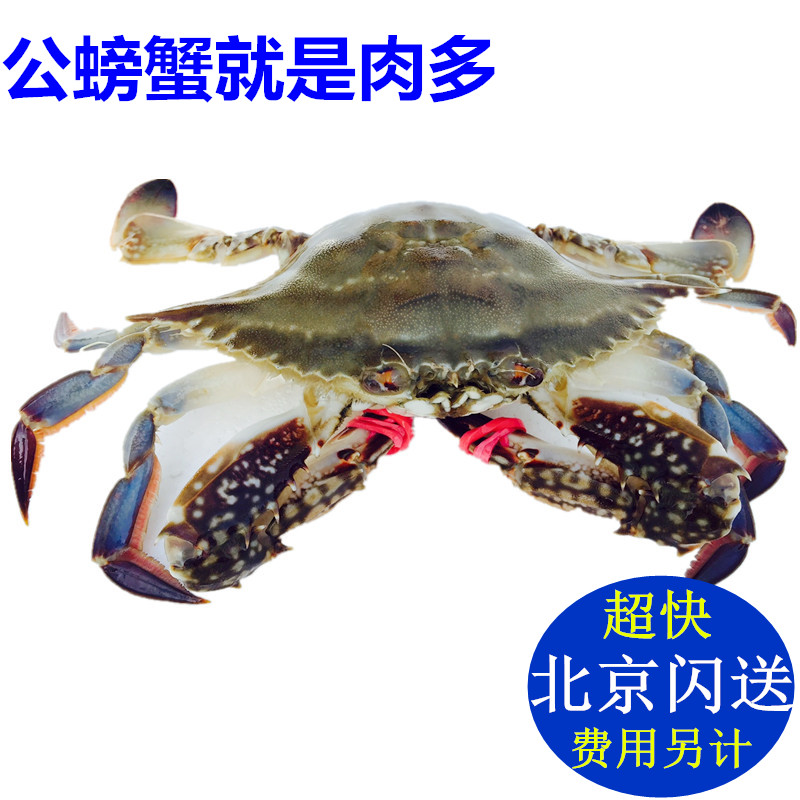 鲜活海蟹梭子蟹 公螃蟹 大连飞蟹 兰花蟹 新鲜海鲜 4-5两每只