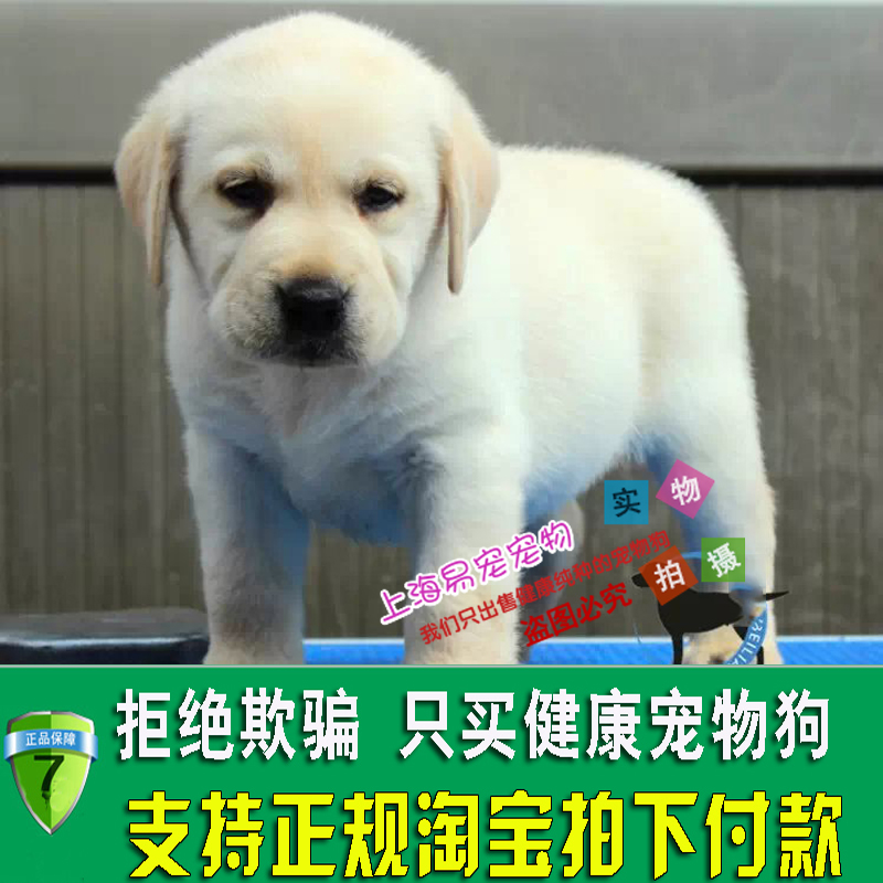 奶黄色拉布拉多犬幼犬纯种宠物狗狗健康出售家养大型犬导盲犬43