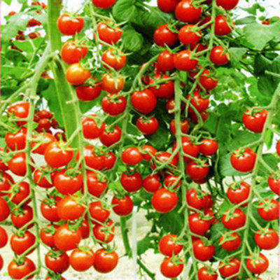 小番茄圣女果西红柿 阳台庭院楼顶种植蔬菜盆栽植物四季播种