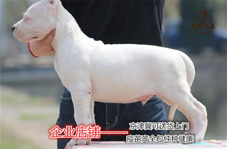 杜高幼犬出售比特犬幼犬 疫苗齐全包纯种健康 猛犬斗狗杜高犬幼犬