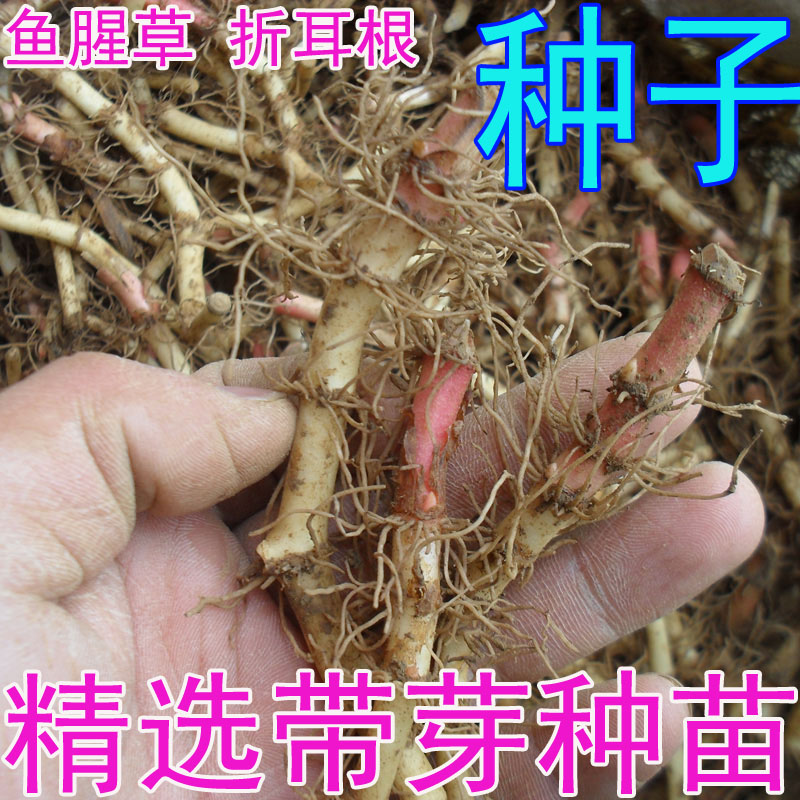贵州野生 鱼腥草 种子 折耳根种子 种苗 精选带芽老根易成活500g