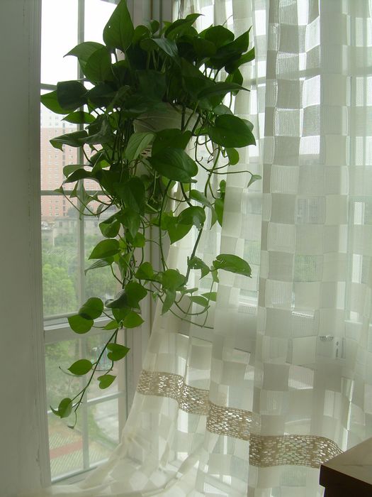 新品加工平帷植物杆帘花卉纯色国产辅料凸窗欧式遮光八角定制窗帘