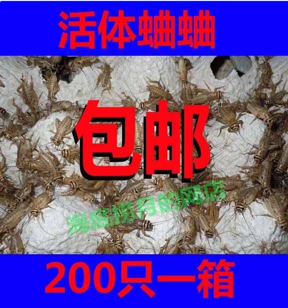蛐蛐蟋蟀活体饲料1-2厘米 200只一箱 现货供应 活体虫子 包邮