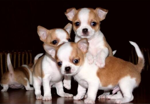 吉娃娃幼犬出售纯种/纯种吉娃娃幼犬/吉娃娃幼犬纯种/吉娃娃幼犬2