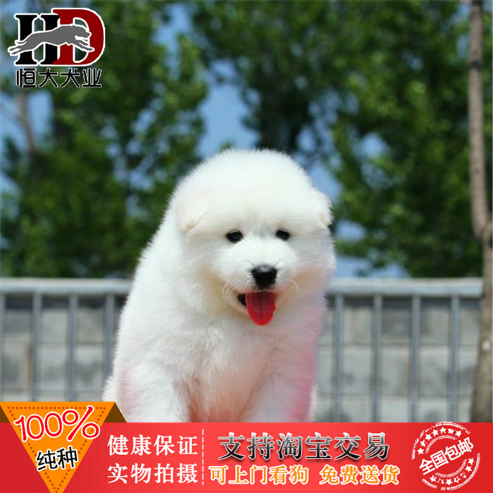 纯白色毛纯种萨摩耶幼犬出售萨摩耶狗雪橇犬家庭犬宠物狗666