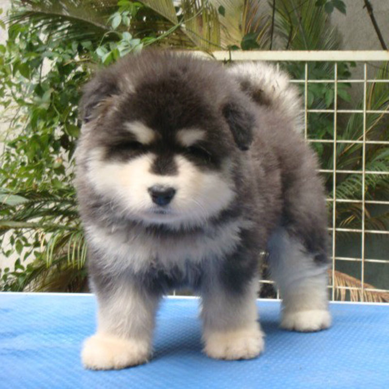 长沙本地出售西伯利亚阿拉斯加雪橇犬幼犬宠物狗狗巨型犬