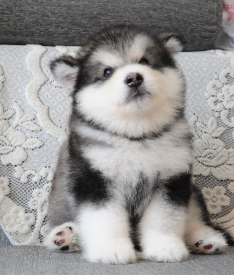 出售赛级巨型阿拉斯加幼犬纯种雪橇犬宠物狗狗棕红烟灰色包邮