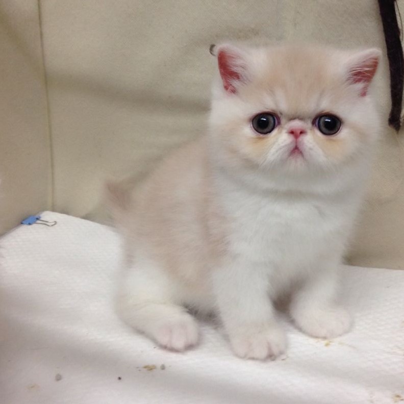 赛级注册名猫毛茸茸红虎斑家白异国短毛猫加菲猫幼猫