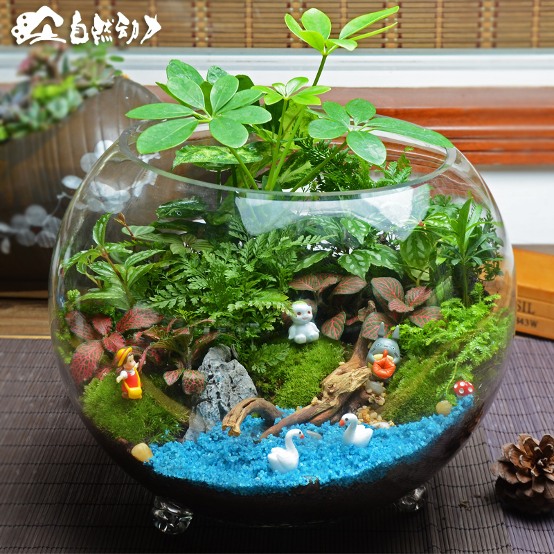 创意礼品植物苔藓微景观生态缸瓶桌面绿植组合盆栽花艺整体套装