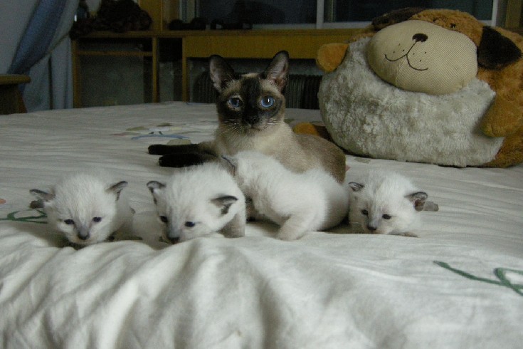 血统幼猫泰国暹罗猫宫廷猫皇家猫幼猫公母都有