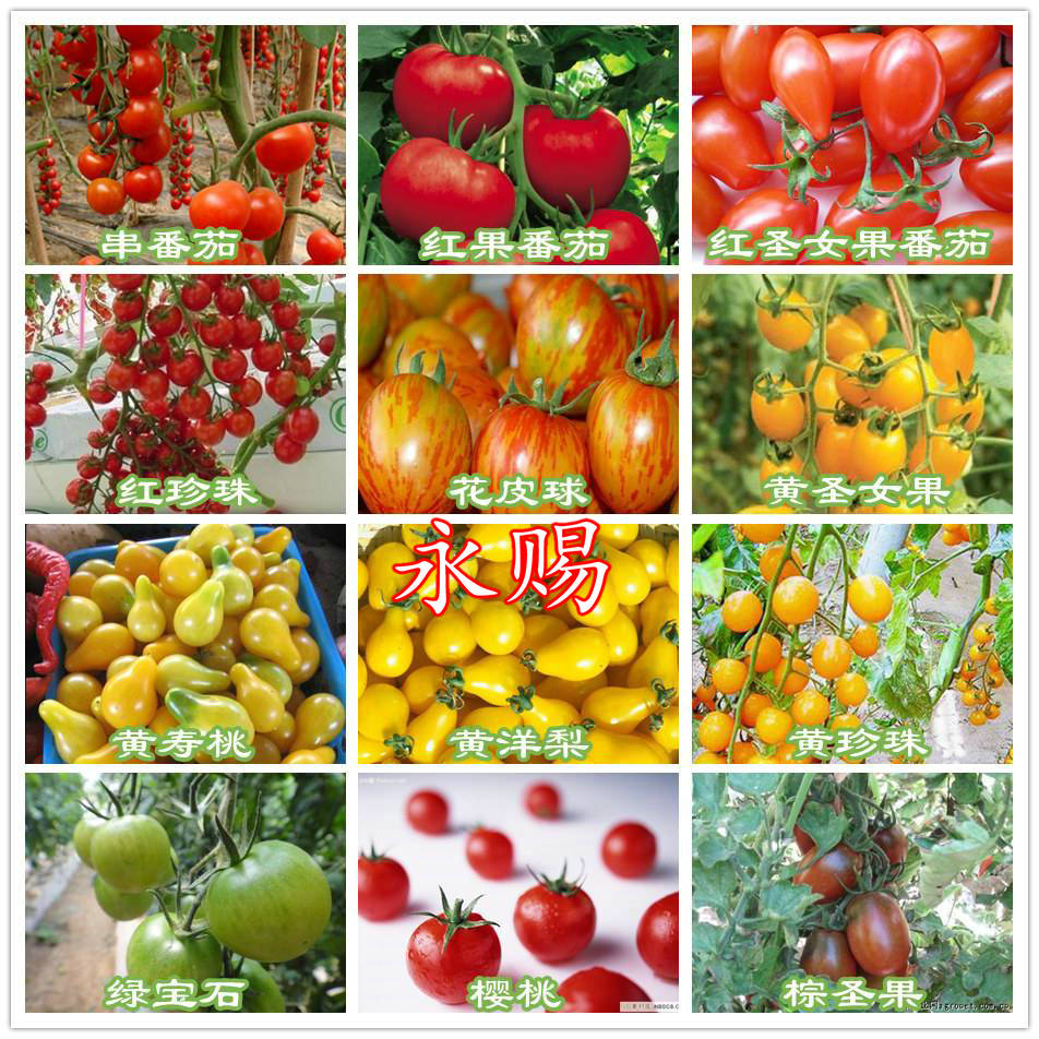 永赐各种小番茄种子 圣女果种子 樱桃番茄种子小西红柿种子原包装