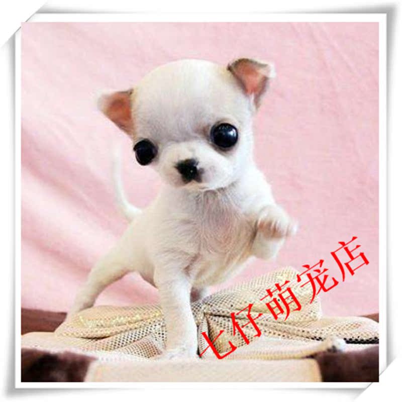纯种墨西哥苹果头吉娃娃幼犬出售 小型茶杯袖珍活体宠物狗狗