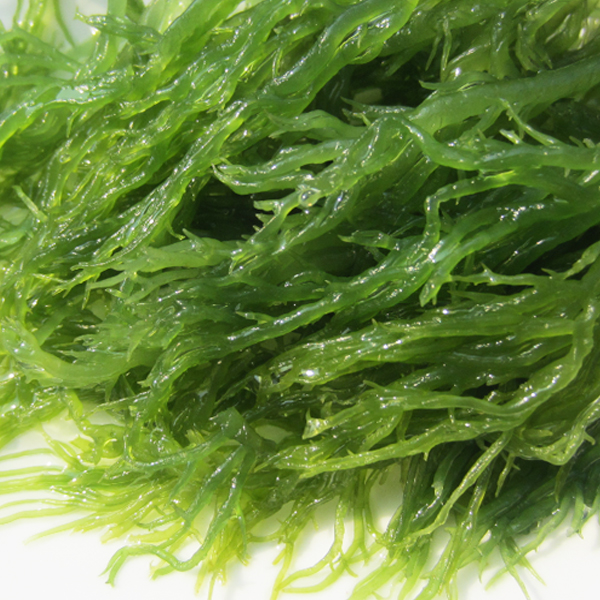 福建龙须菜500克 天然绿色凤尾海草海藻夏季必备凉拌菜头发海发菜