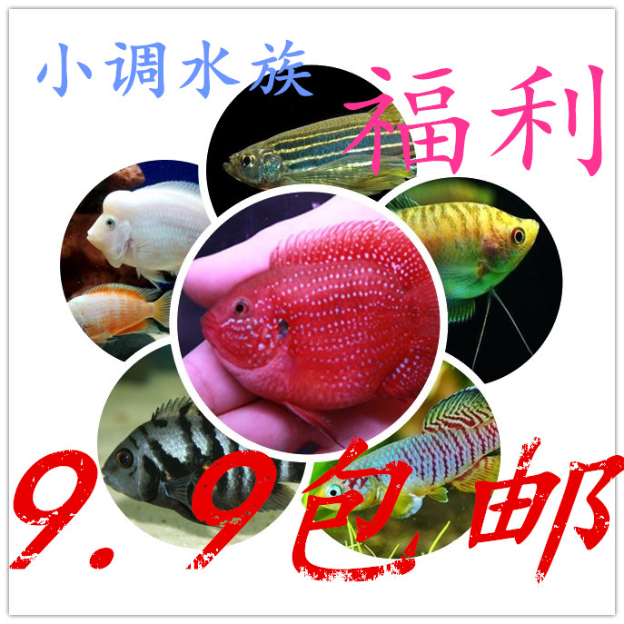 小调水族福利中国斗鱼泰国斗鱼孔雀鱼热带鱼小型鱼活体送9.9包邮