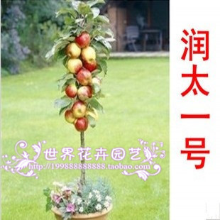 苹果树苗 南方种植 嫁接 润太一号 水果树桩苹果苗 当年结果苗