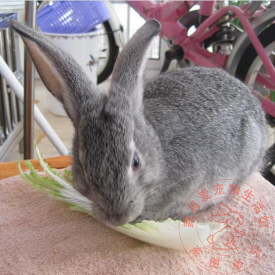 大型肉兔野兔灰兔青紫蓝兔子活体白兔宝宝活体可长10斤包邮 其他