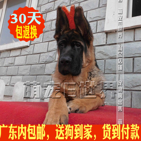 德国牧羊犬 广州幼犬出售 活体宠物狗狗 大型畜牧犬 双血统赛级狗