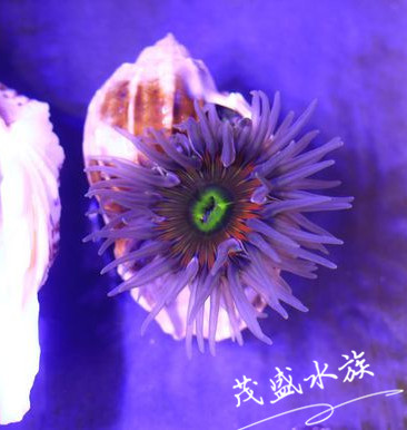 海葵活体 绿疣海葵 千手佛海葵 小丑鱼共生 海水生物海缸造景装饰