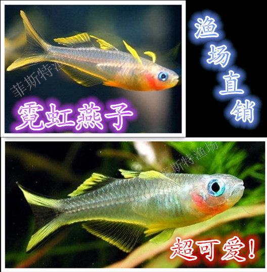霓虹燕子新郎官 热带观赏鱼 草缸精品 高档灯科鱼5cm左右 种鱼
