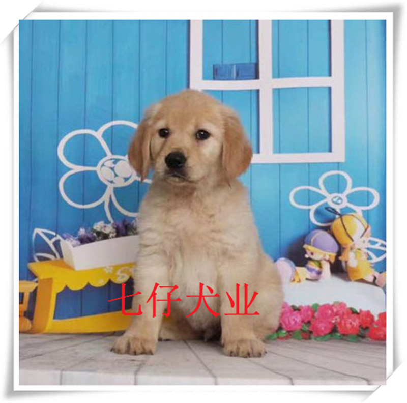 出售纯种金毛幼犬 宠物小狗狗活体 导盲犬 寻回家庭工作犬狩猎犬2