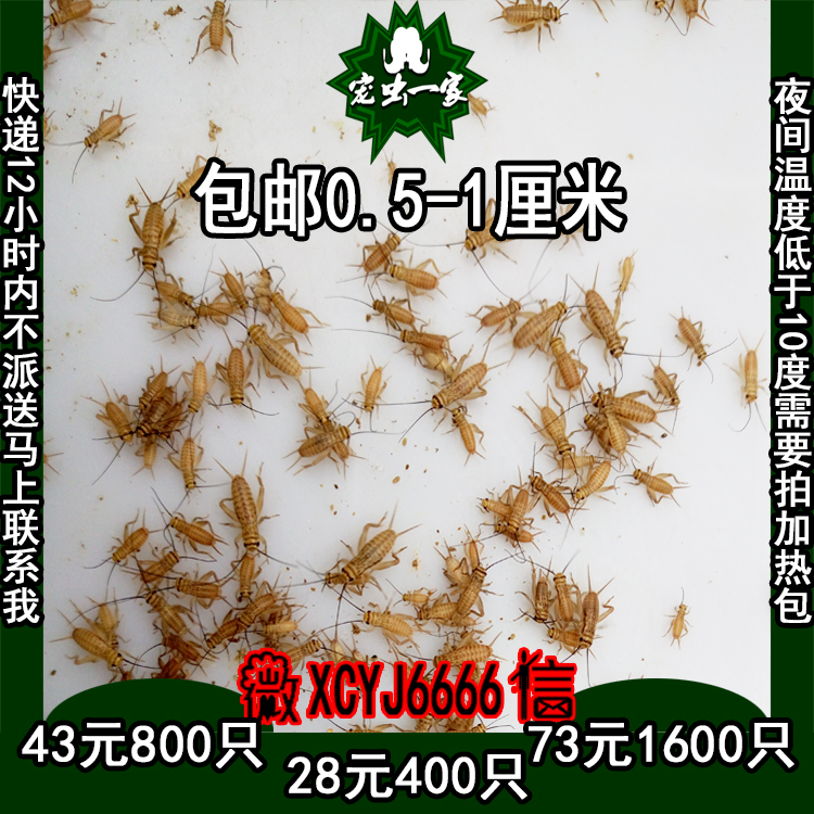 自家养殖 针头蟋蟀活体 针头蛐蛐0.5-1厘米 限发四川周边省份