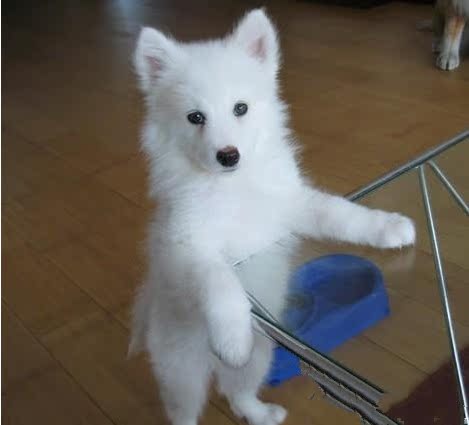 出售纯种小型银狐幼犬 日本尖嘴白色狐狸犬精品幼犬宠物狗狗36