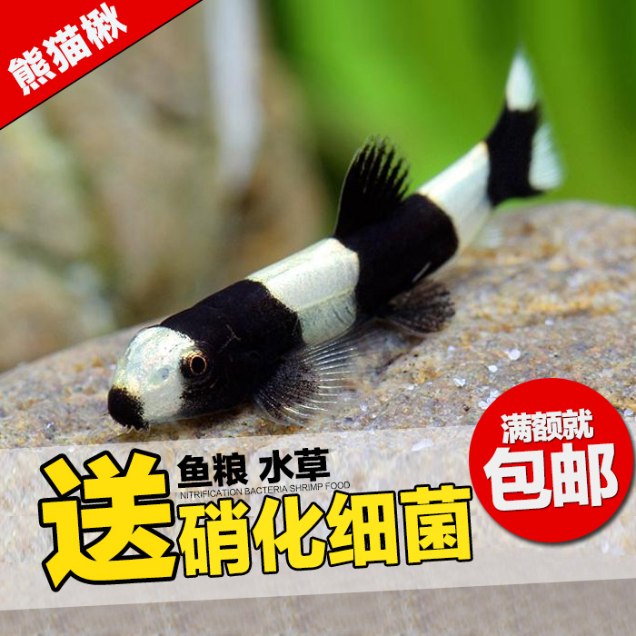 熊猫鳅 黑白鳅热带观赏鱼草缸工具鱼 观赏虾缸可混养的小型除涡虫