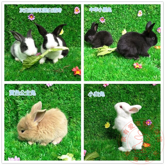 包活小白兔黑兔包健康主兔 肉兔家兔活体宠物兔子熊猫兔 公普通白