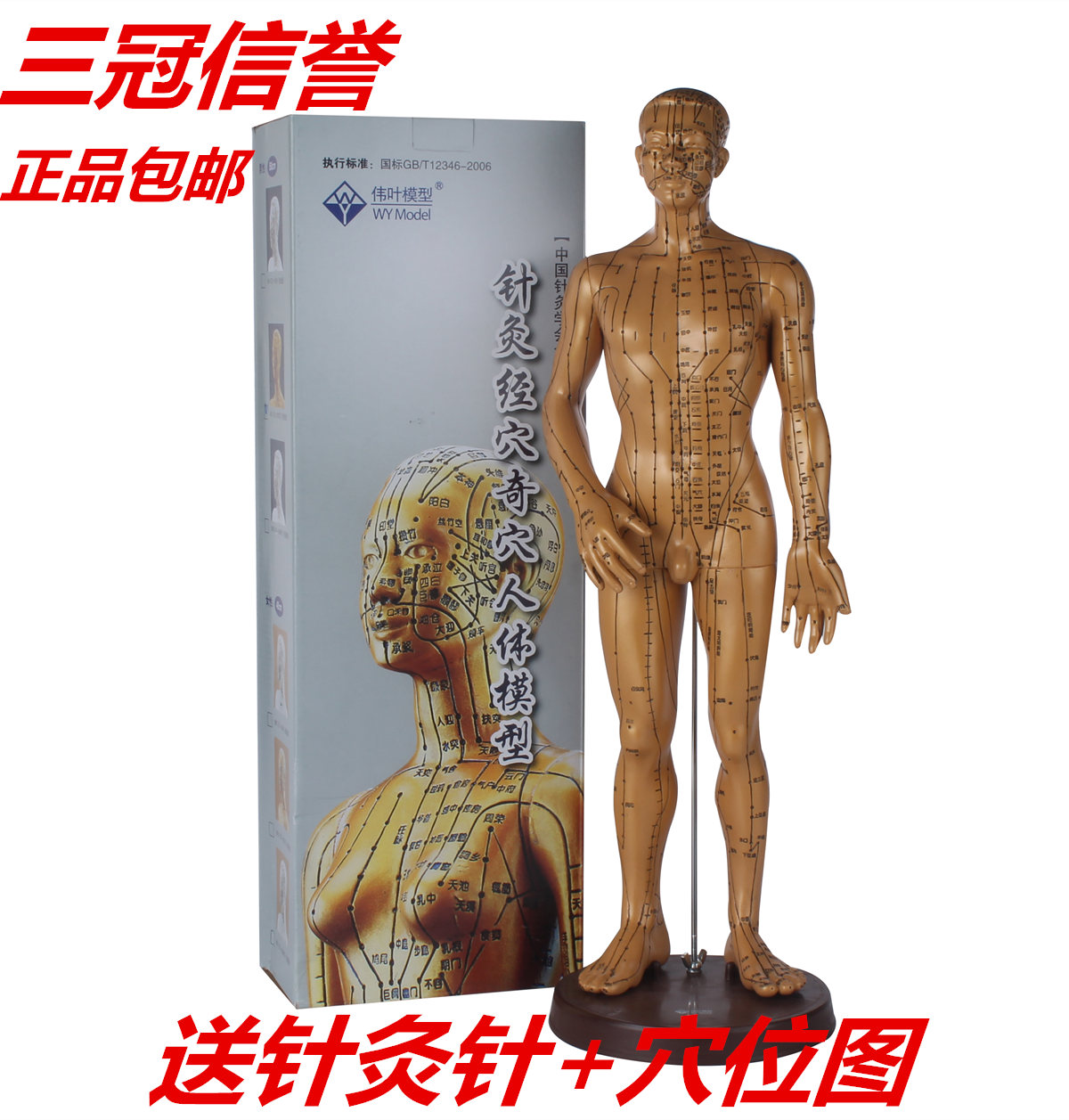 包邮超清晰经络通男女人体模型人体经络模型医用铜人针灸穴位模型