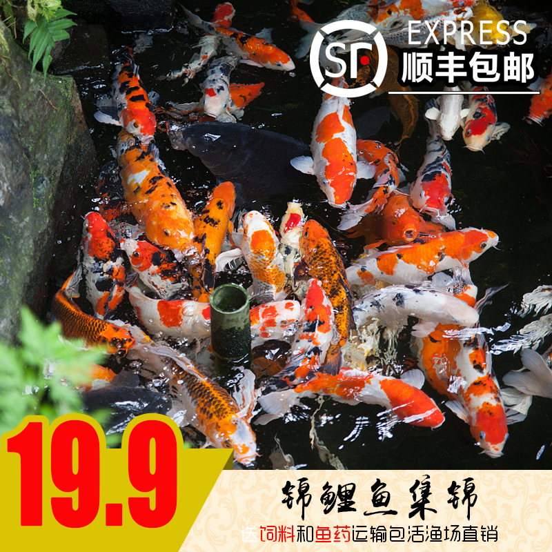 日本纯种龙凤红白三色锦鲤金鱼苗观赏鱼冷水淡水鱼活体宠物风水鱼