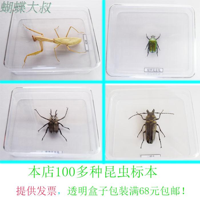 昆虫蝴蝶标本 透明昆虫标本盒包装 100多种昆虫 标本盒 教学收藏